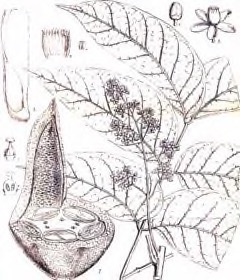 Swietenia macrophylla Big Leaf Mahogany, Honduras Mahogany